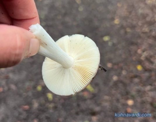 قارچ غیر خوراکی. طبق راهنمایی جناب متولی، قارچ هایی که زیرشان مثل این تصویر سفید باشه خواراکی نیستند و قارچ هایی که زیرشان قهوه ای روشن باشه خوراکی هستند. قارچ های بالای جنگل که داخل سبزه ها رشد کرده بودن اکثرا خوراکی بودند.