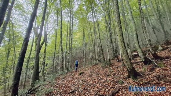 ادامه مسیر زیبای جنگلی