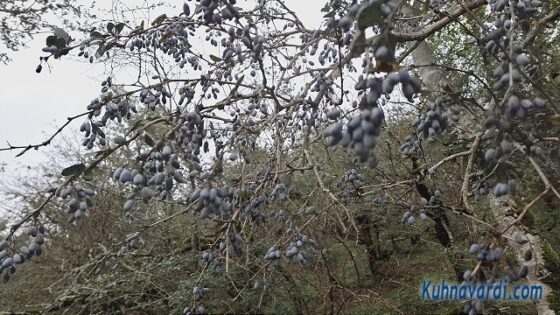 میوه زرشک. در کل این مسیر زرشک خوبی نداشت بجز این یک درخت که پیدا کردیم.