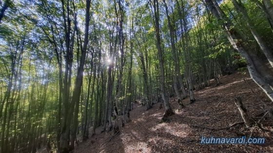 مسیر جنگلی قله فضل فاضل از فشکور