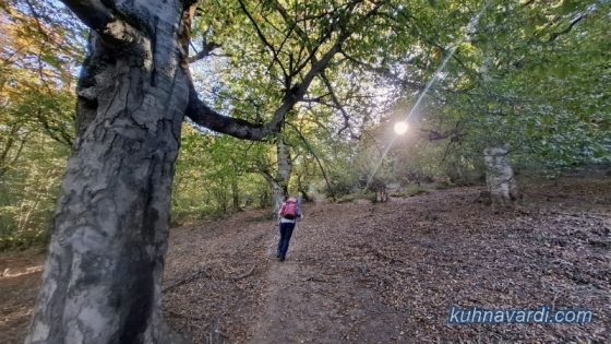 ادامه ی مسیر از داخل جنگل